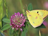 Colias hyale 20, Gele luzernevlinder, Saxifraga-Lieven Decrick