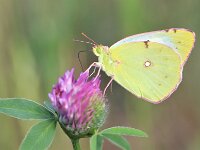 Colias hyale 21, Gele luzernevlinder, Saxifraga-Lieven Decrick
