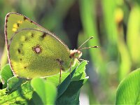 Colias hyale 22, Gele luzernevlinder, Saxifraga-Lieven Decrick