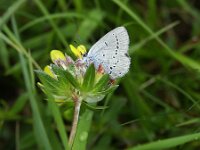 Cupido minimus 31, Dwergblauwtje, Saxifraga-Theo Verstrael