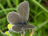 Cupido minimus 32, Dwergblauwtje, Saxifraga-Theo Verstrael
