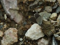 Cupido minimus 33, Dwergblauwtje, Saxifraga-Theo Verstrael