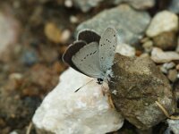 Cupido minimus 34, Dwergblauwtje, Saxifraga-Theo Verstrael