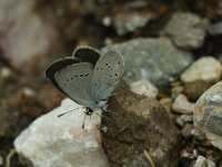 Cupido minimus 35, Dwergblauwtje, Saxifraga-Theo Verstrael