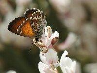 Cyclyrius webbianus 2, Canarisch blauwtje, Saxifraga-Theo Verstrael