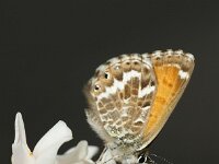Cyclyrius webbianus 3, Canarisch blauwtje, Saxifraga-Theo Verstrael