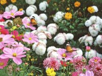 Danaus chrysippus 2, Kleine monarchvlinder, Saxifraga-Kars Veling