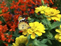Danaus chrysippus 3, Kleine monarchvlinder, Saxifraga-Kars Veling