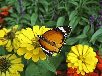 Danaus chrysippus 4, Kleine monarchvlinder, Saxifraga-Kars Veling
