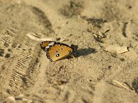 Danaus chrysippus 5, Kleine monarchvlinder, Saxifraga-Theo Verstrael