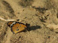 Danaus chrysippus 6, Kleine monarchvlinder, Saxifraga-Theo Verstrael  Kleine monarchvlinder