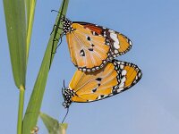 Danaus chrysippus 7, Kleine monarchvlinder, Saxifraga-Bart Heijne
