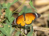 Danaus chrysippus 8, Kleine monarchvlinder, Saxifraga-Bart Heijne : 0910, 2025, Danaus chrysippus, Parque Natural dels Aiguamolls de l'Empordà, Sant Pere Pescador, Spanje, dagvlinder, kleine monarchvlinder, september, vakantie