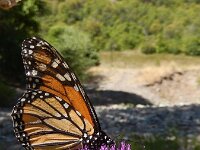 Danaus plexippus 15, Monarchvlinder, on Cirsium, Saxifraga-Kars Veling