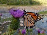 Danaus plexippus 17, Monarchvlinder, on Cirsium, Saxifraga-Kars Veling