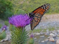 Danaus plexippus 18, Monarchvlinder, on Cirsium, Saxifraga-Kars Veling