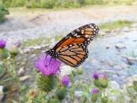Danaus plexippus 19, Monarchvlinder, on Cirsium, Saxifraga-Kars Veling