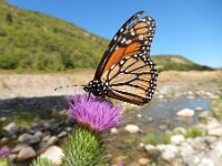 Danaus plexippus 21, Monarchvlinder, on Cirsium, Saxifraga-Kars Veling