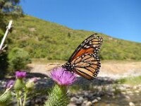 Danaus plexippus 22, Monarchvlinder, on Cirsium, Saxifraga-Kars Veling