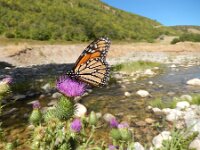 Danaus plexippus 23, Monarchvlinder, on Cirsium, Saxifraga-Kars Veling