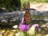 Danaus plexippus 24, Monarchvlinder, on Cirsium, Saxifraga-Kars Veling