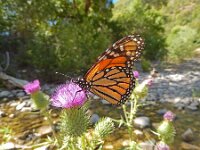 Danaus plexippus 28, Monarchvlinder, on Cirsium, Saxifraga-Kars Veling