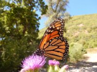 Danaus plexippus 29, Monarchvlinder, on Cirsium, Saxifraga-Kars Veling