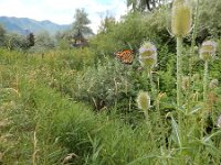 Danaus plexippus 30, Monarchvlinder, on Dipsacus fullonum, Saxifraga-Kars Veling