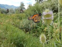 Danaus plexippus 31, Monarchvlinder, on Dipsacus fullonum, Saxifraga-Kars Veling