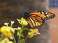 Danaus plexippus 34, Monarchvlinder, Saxifraga-Theo Verstrael