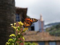 Danaus plexippus 35, Monarchvlinder, Saxifraga-Theo Verstrael