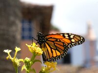 Danaus plexippus 36, Monarchvlinder, Saxifraga-Theo Verstrael