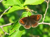 Erebia aethiops 27, Zomererebia, Saxifraga-Theo Verstrael