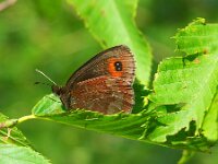 Erebia aethiops 28, Zomererebia, Saxifraga-Theo Verstrael