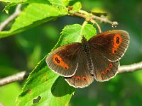 Erebia aethiops 29, Zomererebia, Saxifraga-Theo Verstrael