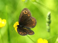 Erebia medusa 10, Voorjaarserebia, Saxifraga-Theo Verstrael