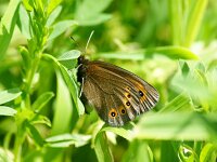 Erebia medusa 11, Voorjaarserebia, Saxifraga-Theo Verstrael