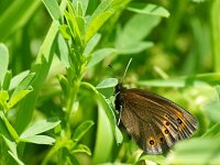Erebia medusa 8, Voorjaarserebia, Saxifraga-Theo Verstrael