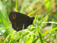 Erebia medusa 9, Voorjaarserebia, Saxifraga-Theo Verstrael