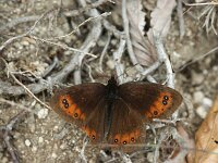 Erebia meolans 17, Donkere erebia, Saxifraga-Theo Verstrael