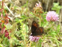 Erebia meolans 18, Donkere erebia, Saxifraga-Theo Verstrael