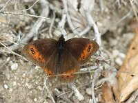 Erebia meolans 19, Donkere erebia, Saxifraga-Theo Verstrael