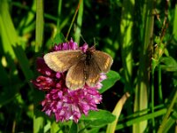 Erebia pharte, Blind Ringlet