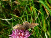 Erebia parthe 3, Blinde bergerebia, Saxifraga-Theo Verstrael