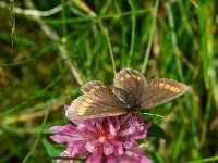 Erebia parthe 4, Blinde bergerebia, Saxifraga-Theo Verstrael