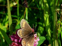 Erebia parthe 5, Blinde bergerebia, Saxifraga-Theo Verstrael