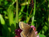 Erebia parthe 6, Blinde bergerebia, Saxifraga-Theo Verstrael