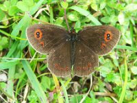 Erebia pronoe 6, Watererebia, Saxifraga-Theo Verstrael