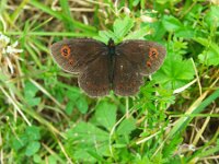 Erebia pronoe 7, Watererebia, Saxifraga-Theo Verstrael