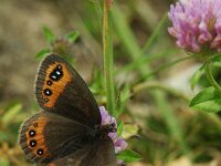 Erebia triaria 4, Zuidelijke erebia, Saxifraga-Theo Verstrael